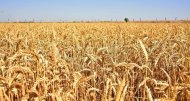 Photoreport: Grain harvesting began in Akhal, Lebap and Mary velayats