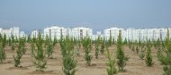 Photos: Tree planting campaign was held in Turkmenistan