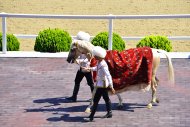 Photo report: Turkmenistan celebrates the National Horse of Turkmenistan on a grand scale