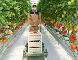 Photoreport: New greenhouse opened in Mary velayat 