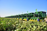 Photoreport: Mass picking of cotton begins in Turkmenistan