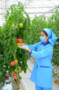 Photoreport: A new greenhouse opened in the Balkan velayat