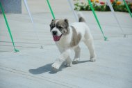 Photoreport: Turkmenistan's first innovative veterinary clinic opened