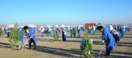 Photoreport: National tree celebrations held in Turkmenistan