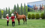 The second round of the Akhal-Teke horse beauty contest took place in Turkmenistan