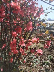 Photoreport from the Ashgabat Botanical Garden: early spring