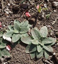 Photoreport from the Ashgabat Botanical Garden: early spring