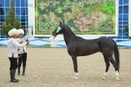 Ahal-Teke horse beauty contest was held in Turkmenistan