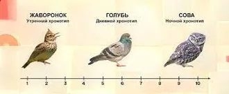 ЕСЛИ ВЫ - СОВА, ЖАВОРОНОК, ГОЛУБЬ И ...