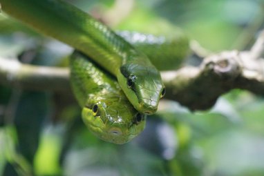 Green Wooden Snake. What do you need to know about the main symbol of 2025?